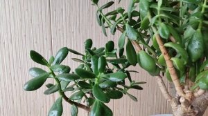 Что не любит денежное дерево