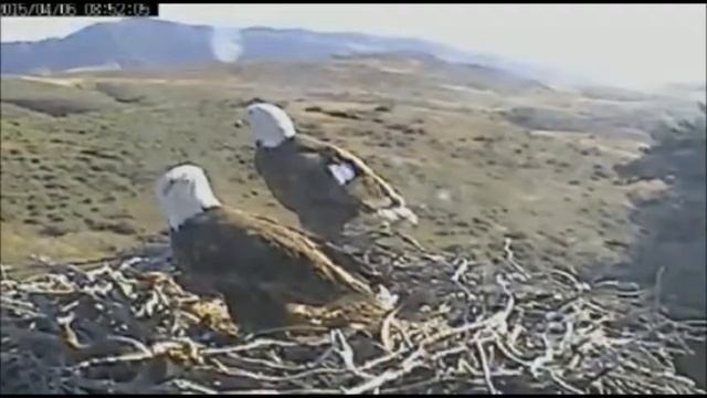 SC - Morning Eagles смотреть онлайн