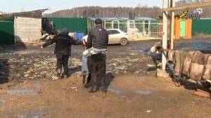 Верховая езда для начинающих