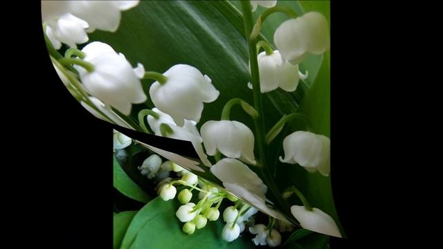 Convallaria majalis смотреть онлайн