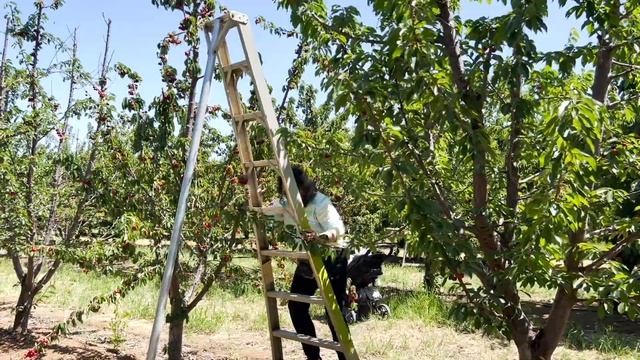 Best Cherry Picking in Brentwood California | G & S Farms U Pick USA смотреть онлайн