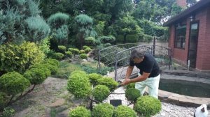 Ниваки в разных местах сада!