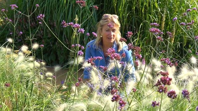Pennisetum Villosum | Best Late Summer Plants for Your Garden смотреть онлайн