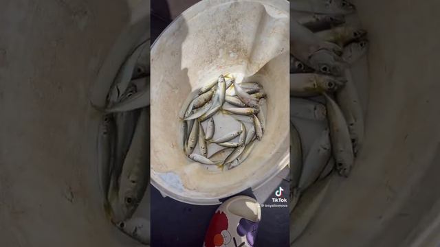 С Днем рыбака я#деньрыбака #лесялисенова #тиктокер я#стример смотреть онлайн