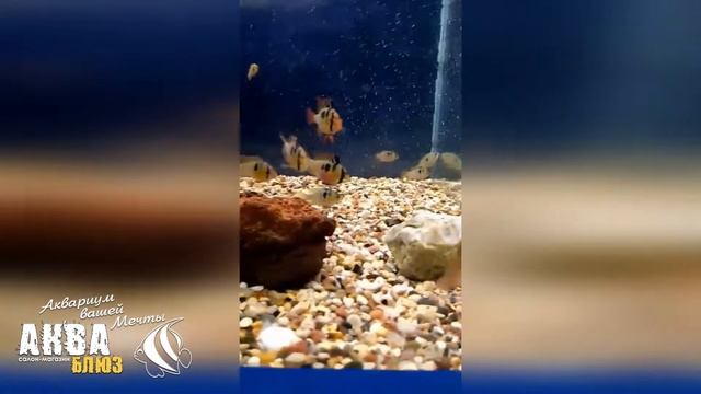 Апистограмма Рамирези - Mikrogeophagus ramirezi | Карликовая цихлида-БАБОЧКА в аквариуме смотреть онлайн