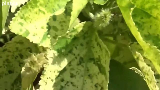 برطم اخضر مبقع  اومعطف يعقوب Acalypha Wilkesiana