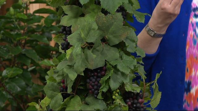Cottage Farms Pixie Grape Patio Plant on QVC смотреть онлайн
