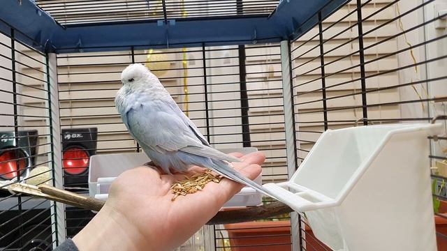 волнистый попугай и чех | велика ли разница ? смотреть онлайн