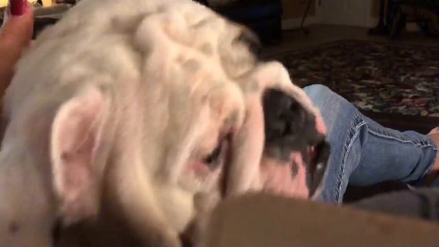 Patch the English Bulldog смотреть онлайн