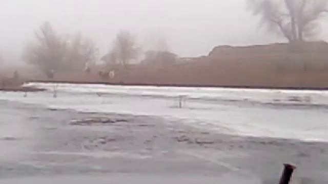 Харабали. Такса атакует коров.18+ смотреть онлайн