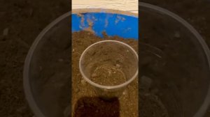 Рассада.Черника форте или по другому называют Санбери . Обязательно посадите эти ягоды на участке ?