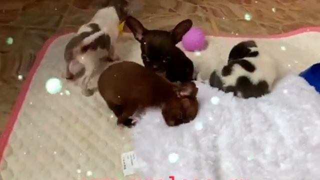 Мини щенки чихуахуа 2 месяца ❤️❤️🔥❤️ смотреть онлайн