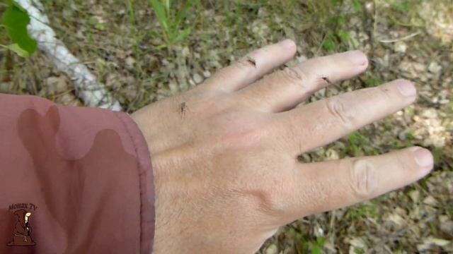 Собираем грибы в июне Тихая охота в Самарской области смотреть онлайн