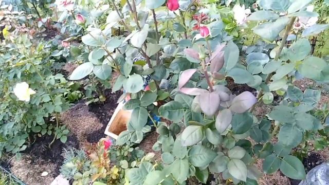 Роза Big Purple. Биг Перпл. Обзор. смотреть онлайн