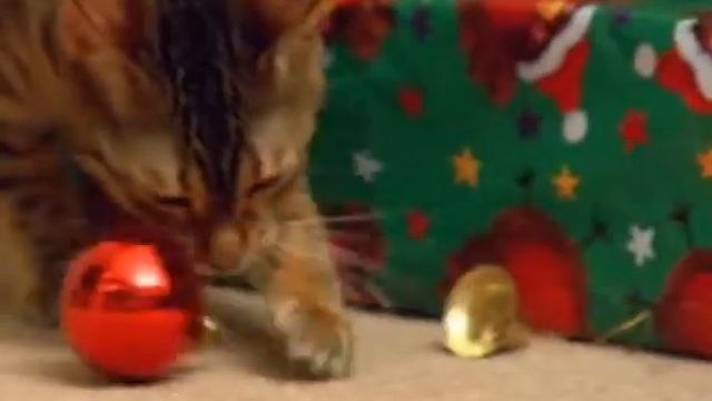 Этология домашних животных. Кошки.