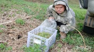 Собираю папоротник и солим в зиму. #папоротник #лес