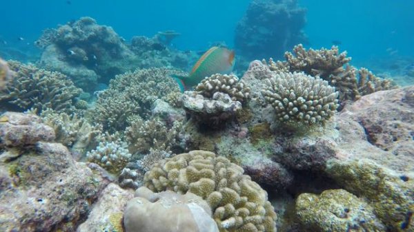 Natural Aquarium MALDIVES #04 CORAL REEF Relax Chill Sleep Meditation… Just Zen & Chill