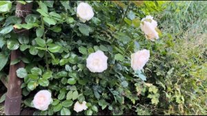 Роза Пале Ройял Palais Royal🌹