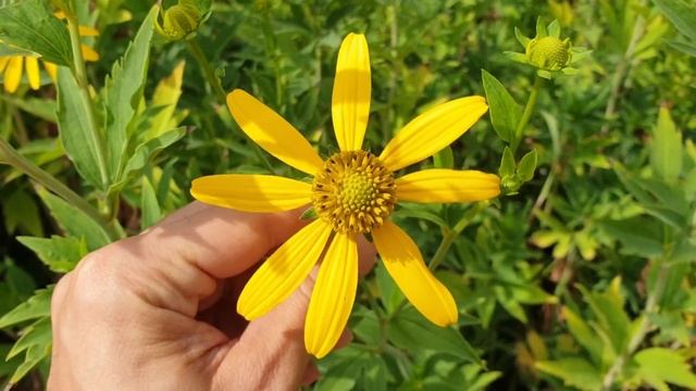 Rudbeckia laciniata - grow & care (Cutleaf coneflower) смотреть онлайн