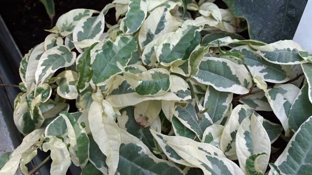 Ficus Sagittata ´Variegata´