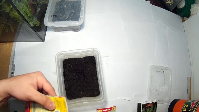 РАСТЕНИЯ ДЛЯ ПАЛЮДАРИУМА. #1 Выращиваем из семян. PLANTS FOR PALUDARIUM. #1 Grown from seed смотреть онлайн