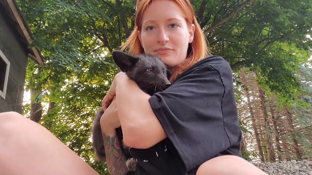 Meet new pet surrender fox SLY 🦊 смотреть онлайн