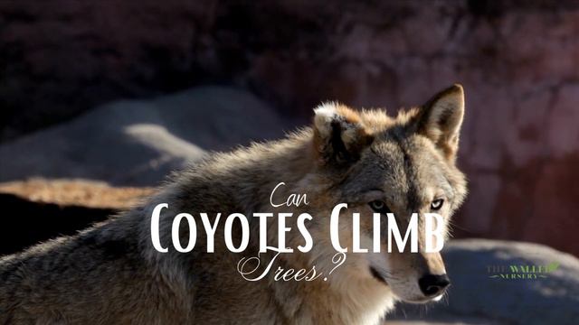 Can Coyotes Climb Trees? - The Walled Nursery смотреть онлайн