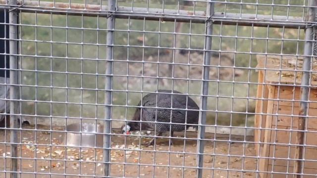 Парки Усадьбы Музеи(олимпиада)...усадьба Трубецких в Хамовниках Москва..Провели время с пользой. смотреть онлайн