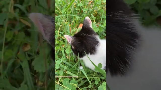 Опята во дворе #всочиумаши смотреть онлайн