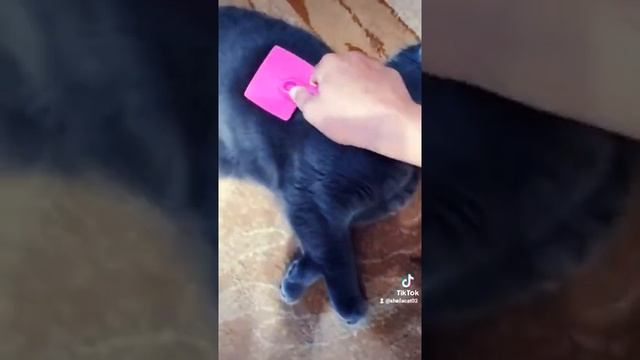 # Nedzvedskaya, как понять что кот хочет вас убить.2ч. смотреть онлайн