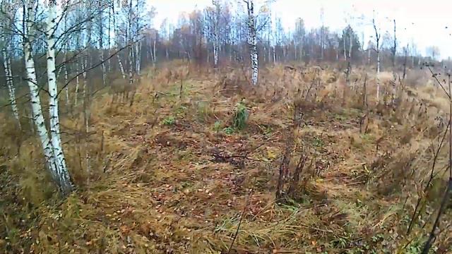 Охота на вальдшнепа с английским пойнтером смотреть онлайн