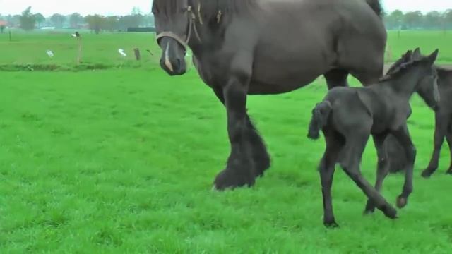 Видео для детей красивые лошади играют | Маленькие лошади играют смотреть онлайн