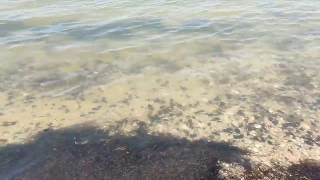 Пришло тепло в Краснодарский край и жители уже собирают мидии в Таманском заливе Черного моря смотреть онлайн