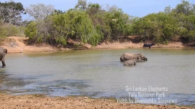 Yala National Park Sri Lanka Family Group in the Water смотреть онлайн