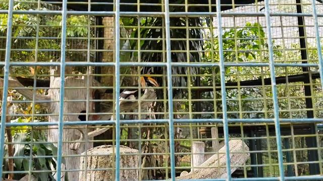 World Largest Bird Park kuala lumpur ! Must visit Malaysia's attraction. смотреть онлайн