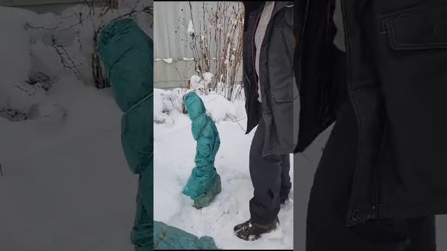 VLOG С ДАЧИ | утеплили деревья, забрали герань | 4 декабря смотреть онлайн