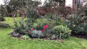 Яркая и эффектная Роза Домен де Сен Жан де Борегар.