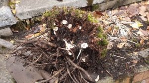 Золотой корень . Сибирский женьшень . Родиола розовая .  Зеленая аптека .