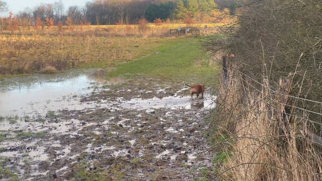 RC CARS IT IS GOING TO BE AMAZING смотреть онлайн