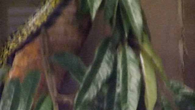 Tree Python, Green Mamba, Spitting Cobra, Black Mamba, Yellow Anaconda, King Cobra, Rattle Snake смотреть онлайн