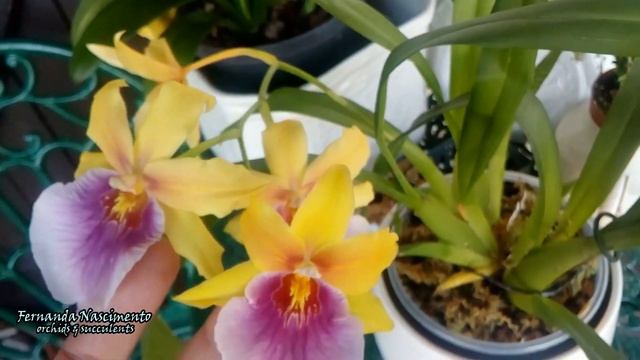 MILTONIA SUNSET on the mend #CareCollab LEGENDAS em PORTUGUÊS смотреть онлайн