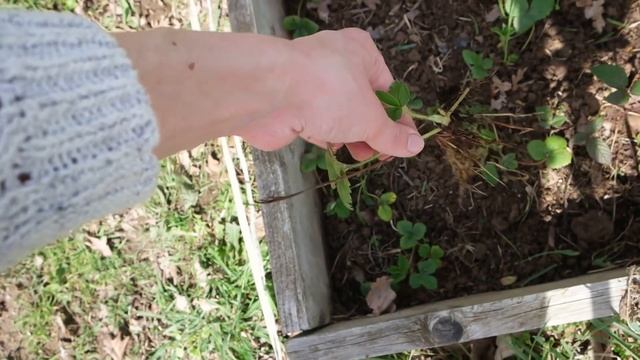 VLOG POTAGER ? Compost, fraisiers & projet fruitiers | Friendly Beauty смотреть онлайн