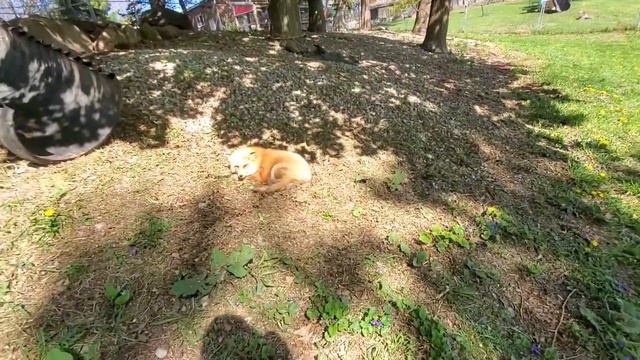 Good Morning 🦊🦊🦊🦊 смотреть онлайн