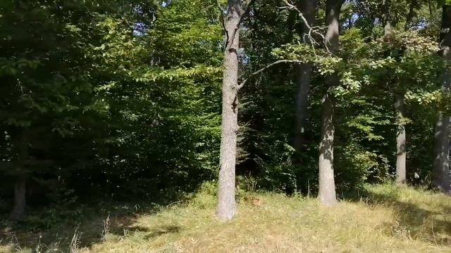 Прогулка по осеннему лесу. Неприятный сюрприз. смотреть онлайн