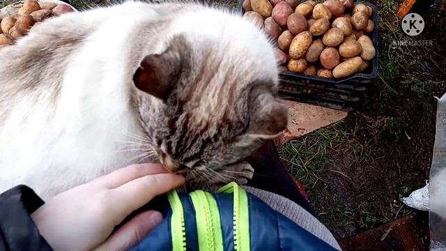 КУПИЛИ КАРТОШКУ