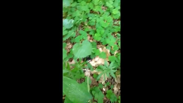Землеройка и скворец смотреть онлайн