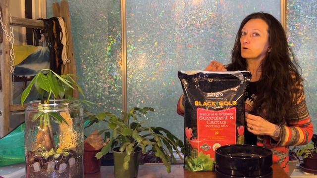 Explaining the difference between a Easter Cactus, a Thanksgiving Cactus and a Christmas Cactus. смотреть онлайн