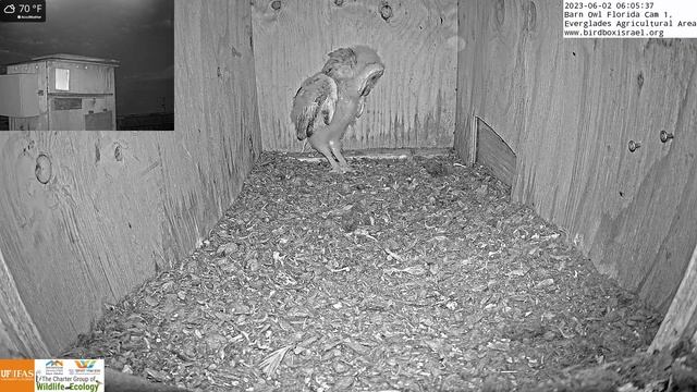 Gulp of Nature: Barn Owl Nestling Inhales Immense Rat in Impressive Display of Appetite смотреть онлайн