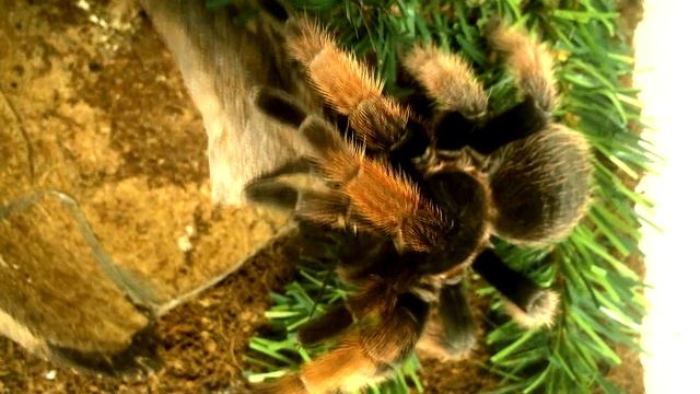 Паук-птицеед ест мадагаскарского таракана смотреть онлайн