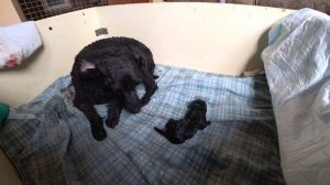 Пудели. Рождение щенков (принимаем роды)